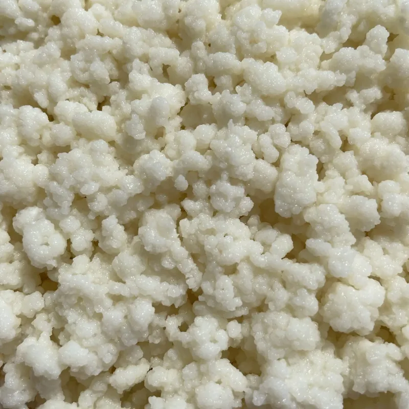 Milk kefir grains close up