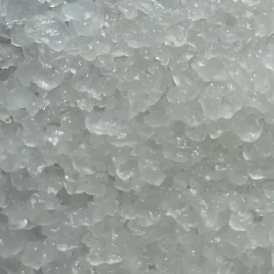 Translucent water kefir grains close up